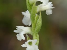 Spiranthes_aestivalis